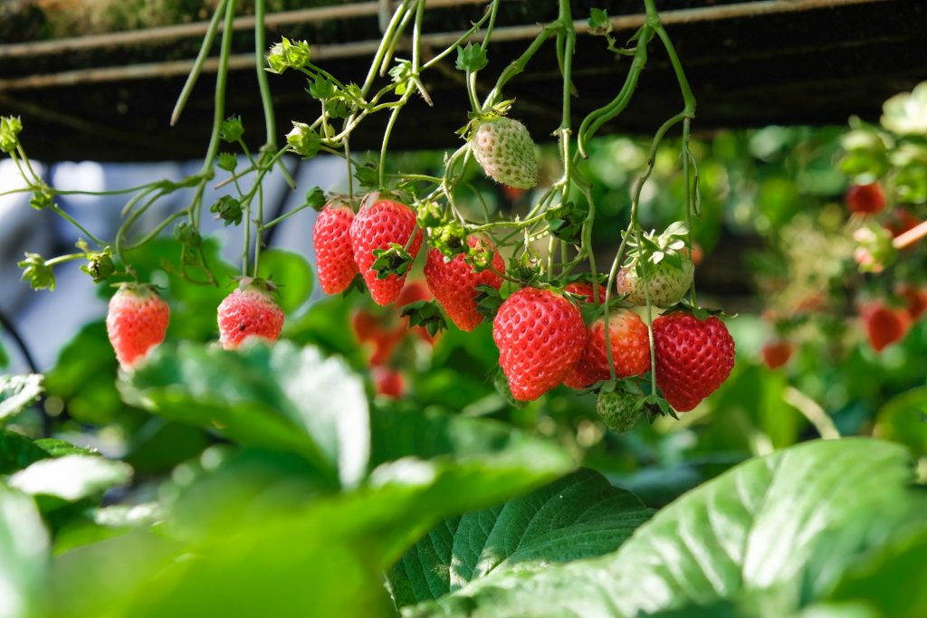 plantação de morango