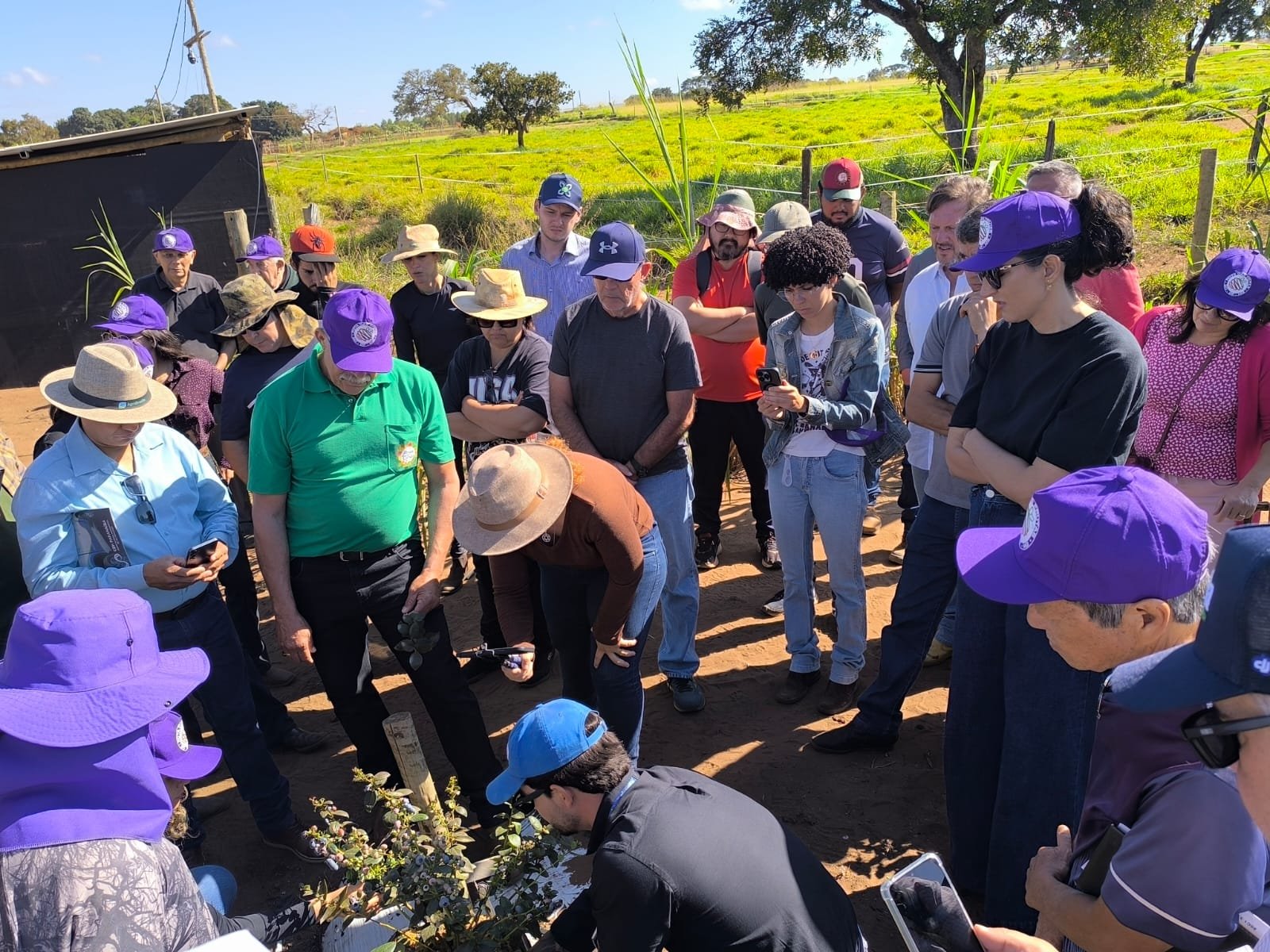 Dia de Campo do Mirtilo na Propriedade Berryland 21 de Maio de 2026